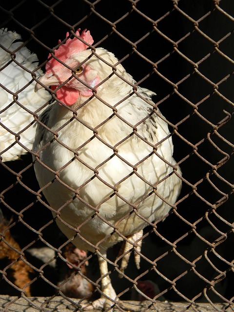 策略變化 策略變化